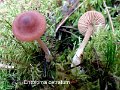 Entoloma cetratum-amf780